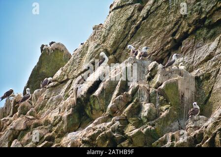 Peruvian boobies perched on a rocky cliff on Las Islas Ballestas Paracas Stock Photo