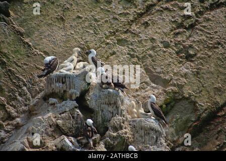 Many Peruvian boobies perched on a cliff on Las Islas Ballestas Paracas Stock Photo