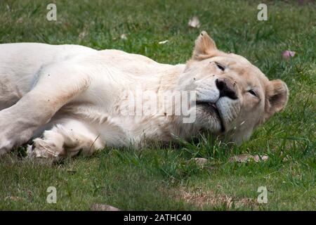 Mogo Australia, sleepy white lioness laying on grass Stock Photo