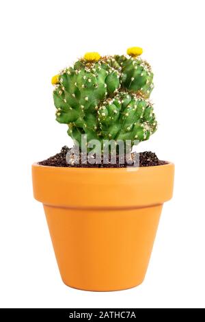 Miniature potted cactus Cereus Peruvianus Monstrosus isolated on white background, home plant Stock Photo