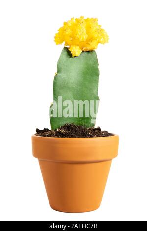 Miniature potted cactus Gymnocalycium mihanovichii or moon cactus isolated on white background, yellow blossom Stock Photo