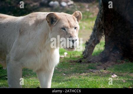 Mogo Australia,  white lioness is not an albino but leucistic of the tawny south african lion subspecies Stock Photo