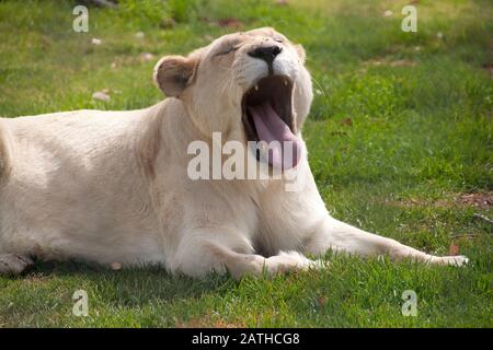Mogo Australia, white lioness sitting on grass yawning Stock Photo