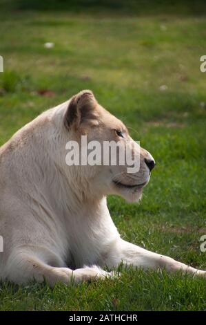 Mogo Australia,  watchful white lioness resting on grass Stock Photo