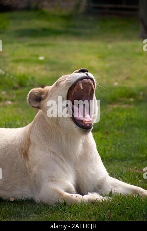 Mogo Australia,  white lioness baring teeth while yawning Stock Photo