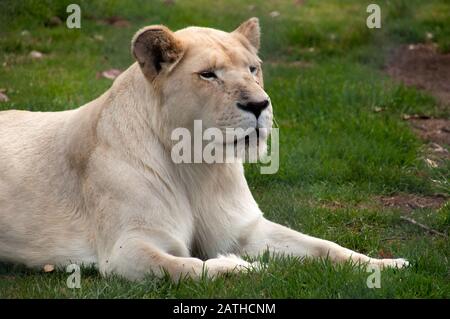 Mogo Australia, watchful white lioness resting on grass Stock Photo