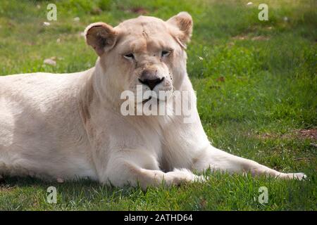 Mogo Australia,  white lioness resting on grass Stock Photo