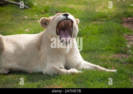 Mogo Australia,  white lioness yawning with mouth wide open Stock Photo