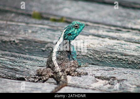 portrait of a male southern rock agama with a cyan blue head, sitting on wooden planks, looking back to the observer, shallow depth of field, Stock Photo