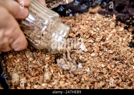 work on a mushroom farm, inoculated pellets pouring in organic substrate, details of fungiculture Stock Photo