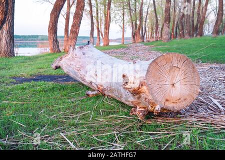 A log without bark in the green grass in the forest on the shore of the lake. Dry tree trunk to the earth Stock Photo