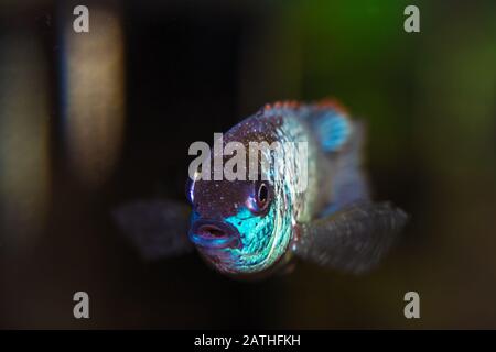 Portrait of a blue fish cichlid Nannacara anomala in an aquarium. Selective focus Stock Photo