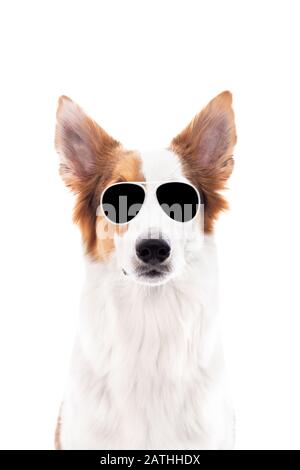 Dog with sunglasses on his head, isolated against white, concept summer and vacation with the animal Stock Photo