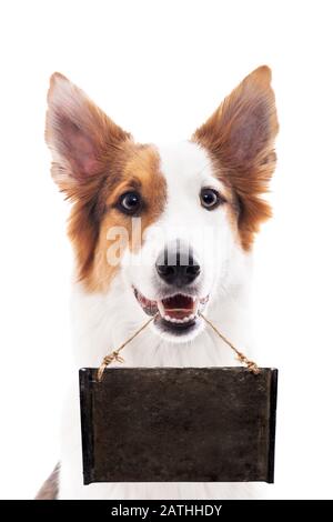 Sweet dog carries a signboard with copy space, isolated in front of white Stock Photo