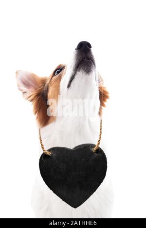Dog wears a heart around his neck, heart shaped sign with copy space, looking up, isolated Stock Photo