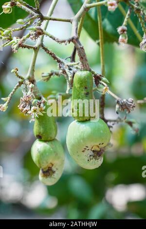 Cashew nuts growing on the tree. From a series of travel photos in Kerala, South India. Photo date: Friday, January 17, 2020. Photo: Roger Garfield/Al Stock Photo