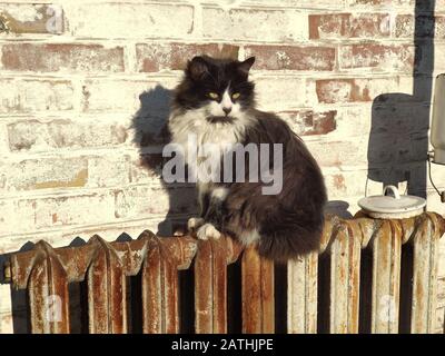 A black and white cat sits on an old rusty battery on a background of a brick wall. The cat basks in the sun Stock Photo