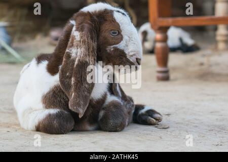 a brown and white new born baby goat sitting on earth.a portraite of a new born baby goat. Stock Photo