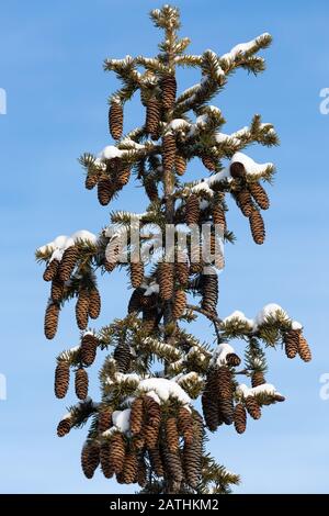 The top of the spruce with cones, against the blue sky Stock Photo