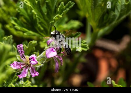 Ceratina chalcites (small carpenter bee) on Pelargonium Lara Starshine flower Stock Photo