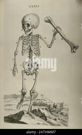 Human Anatomy illustration by William Cheselden in Osteographia, or The anatomy of the bones. (London: 1733). Stock Photo