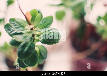 leaves of succulent sedum or Hylotelephium spectabile, ice plant or stonecrop, in a clay pot on a windowsill. Template for design. Stock Photo