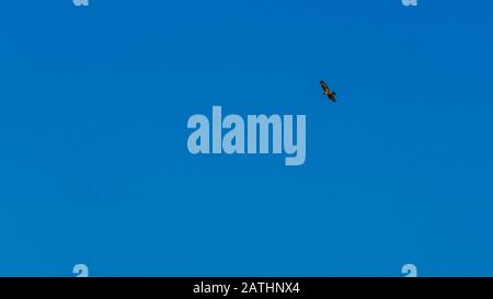 Common buzzard in flight against the sky Stock Photo