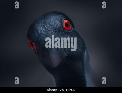 A Curious Demoiselle Crane with big red eyes Stock Photo