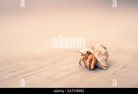 Close-up on Caribbean Sea Hermit Crab Crawling out of Shell