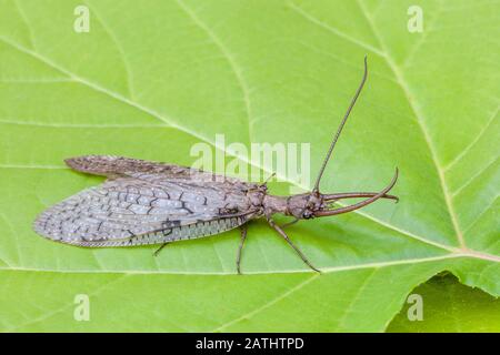 Eastern Dobsonfly (Corydalus cornutus) Male on Sycamore leaves. Clarks Valley, Dauphin County, Pennsylvania, summer. Stock Photo