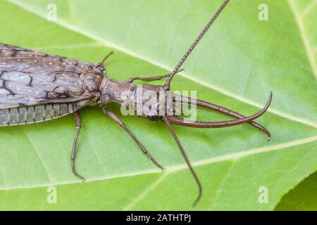 Eastern Dobsonfly (Corydalus cornutus) Male on Sycamore leaves. Clarks Valley, Dauphin County, Pennsylvania, summer. Stock Photo