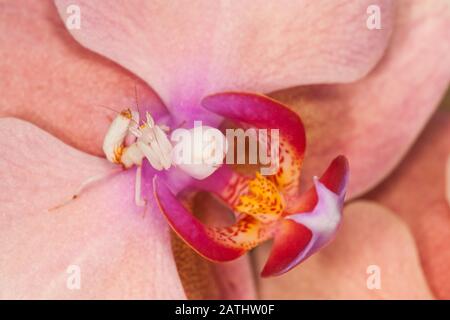 Orchid Mantis (Hymenopus coronatus)  aka Walking Flower Mantis. Nymph camouflaged in orchid flower. The orchid mantis is a superb mimic. Stock Photo