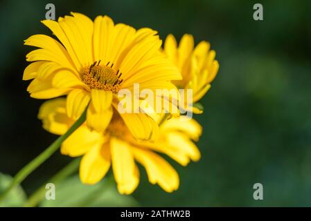 Yellow flowers of Heliopsis helianthus 'Scabra' also known as  false sunflower Heliopsis helianthoides 'var. scabra Stock Photo