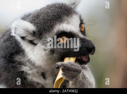 Ring-Tailed Lemur eating Stock Photo