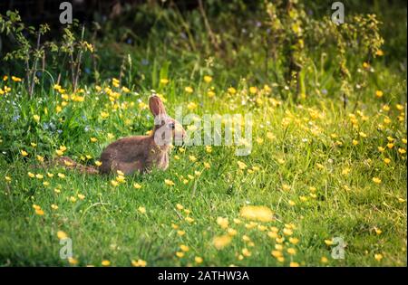 A baby rabbit out in the fields Stock Photo