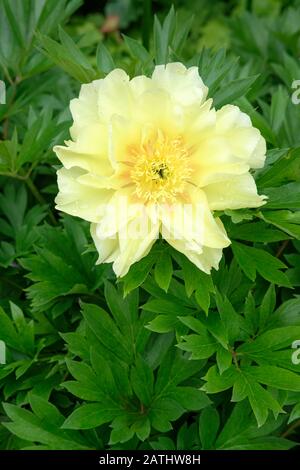 Intersectional (or Itoh) peony hybrid, Paeonia 'Sequestered Sunshine' Stock Photo