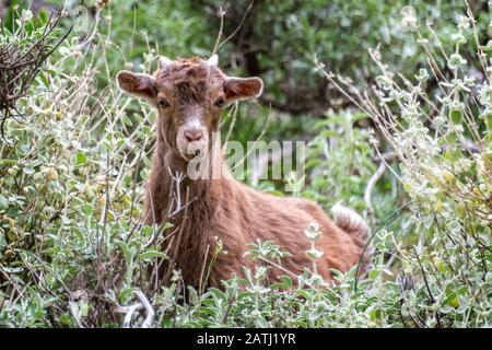 Portrait of a curious goat kid hidden in bushes in Crete, Greece Stock Photo