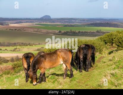 Traprain Law, East Lothian, Scotland, United Kingdom. 3rd Feb, 2020. UK Weather: A very windy day with the wind speed in excess of 40mph on the volcanic hill meant that the wild Exmoor ponies stayed low seeking the shelter of gorse bushes. The ponies are part of a conservation grazing project Stock Photo