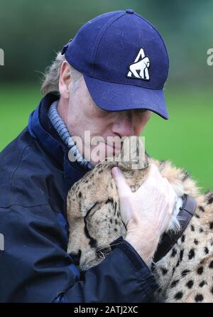 Cheetah Saba with Damian Aspinall, one of two cheetahs, Saba and Nairo at Howletts Wild animal Park, near Canterbury, where they were born and who are to travel in Spring this year to be 'rewilded' in a new life in South Africa. Saba was hand-reared by Aspinall Foundation Chairman Damian Aspinall and his wife, Victoria, in their home and this groundbreaking project is the first time a captive-born, hand-raised cheetah has left the UK for rewilding in Africa. Stock Photo