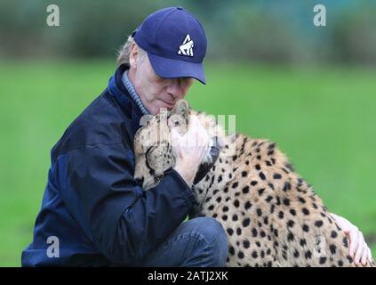 Cheetah Saba with Damian Aspinall, one of two cheetahs, Saba and Nairo at Howletts Wild animal Park, near Canterbury, where they were born and who are to travel in Spring this year to be 'rewilded' in a new life in South Africa. Saba was hand-reared by Aspinall Foundation Chairman Damian Aspinall and his wife, Victoria, in their home and this groundbreaking project is the first time a captive-born, hand-raised cheetah has left the UK for rewilding in Africa. Stock Photo