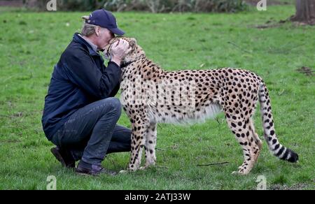 Cheetah Saba with Damian Aspinall, one of two cheetahs, Saba and Nairo at Howletts Wild Animal Park, near Canterbury, where they were born and who are to travel in Spring this year to be 'rewilded' in a new life in South Africa. Saba was hand-reared by Aspinall Foundation Chairman Damian Aspinall and his wife, Victoria, in their home and this groundbreaking project is the first time a captive-born, hand-raised cheetah has left the UK for rewilding in Africa. Stock Photo