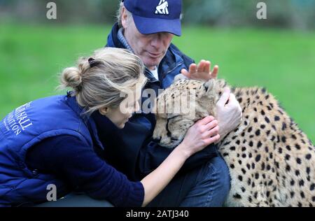 Cheetah Saba with Damian and Victoria Aspinall, one of two cheetahs, Saba and Nairo at Howletts Wild Animal Park, near Canterbury, where they were born and who are to travel in Spring this year to be 'rewilded' in a new life in South Africa. Saba was hand-reared by Aspinall Foundation Chairman Damian Aspinall and his wife, Victoria, in their home and this groundbreaking project is the first time a captive-born, hand-raised cheetah has left the UK for rewilding in Africa. Stock Photo