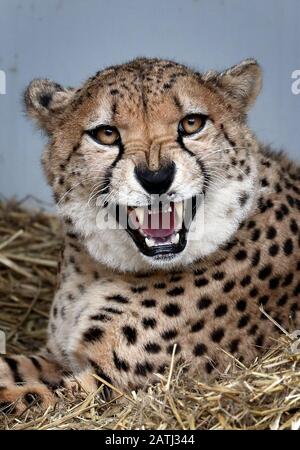 Nairo, one of two cheetahs, Saba and Nairo at Howletts Wild Animal Park, near Canterbury, where they were born and who are to travel in Spring this year to be 'rewilded' in a new life in South Africa. Saba was hand-reared by Aspinall Foundation Chairman Damian Aspinall and his wife, Victoria, in their home and this groundbreaking project is the first time a captive-born, hand-raised cheetah has left the UK for rewilding in Africa. Stock Photo