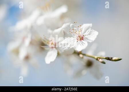 Cherry blossoms, wild cherry, Wild cherry (Prunus avium), detail, Germany Stock Photo