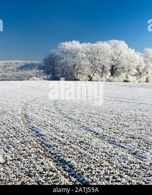 Winter landscape with hoarfrost, vehicle track on field, forest in the back, Burgenland district, Saxony-Anhalt, Germany Stock Photo