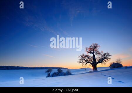 Winter landscape with solitary Oak (Quercus) at sunset, sparkling snow crystals, eastern Harz foreland, near Harzgerode, Saxony-Anhalt, Germany Stock Photo