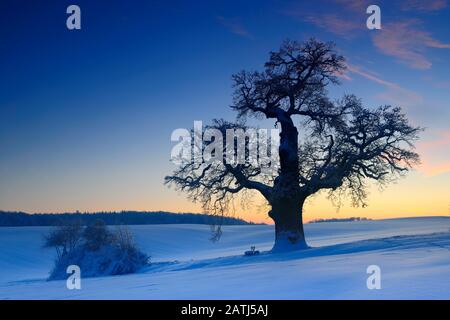 Winter landscape with solitary Oak (Quercus) at sunset, sparkling snow crystals, eastern Harz foreland, near Harzgerode, Saxony-Anhalt, Germany Stock Photo