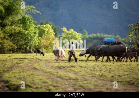 Laos The farmer and water buffaloes in the field this is lifestyle people in rural Laos. Stock Photo
