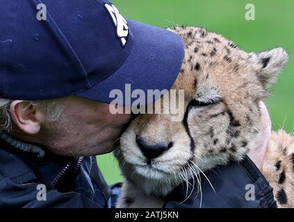 Cheetah Saba with Damian Aspinall, one of two cheetahs, Saba and Nairo at Howletts Wild animal Park, near Canterbury, where they were born and who are to travel in Spring this year to be 'rewilded' in a new life in South Africa. Saba was hand-reared by Aspinall Foundation Chairman Damian Aspinall and his wife, Victoria, in their home and this groundbreaking project is the first time a captive-born, hand-raised cheetah has left the UK for rewilding in Africa. Stock Photo