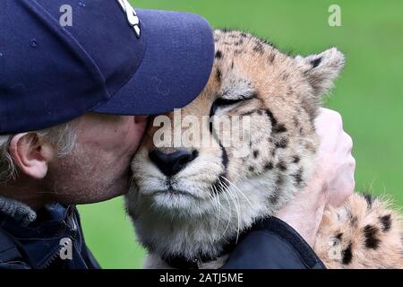 Cheetah Saba with Damian Aspinall, one of two cheetahs, Saba and Nairo at Howletts Wild Animal Park, near Canterbury, where they were born and who are to travel in Spring this year to be 'rewilded' in a new life in South Africa. Saba was hand-reared by Aspinall Foundation Chairman Damian Aspinall and his wife, Victoria, in their home and this groundbreaking project is the first time a captive-born, hand-raised cheetah has left the UK for rewilding in Africa. Stock Photo